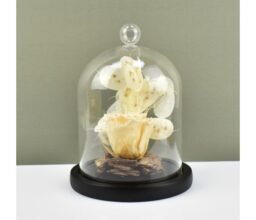 Peach Forever Rose In Glass Dome