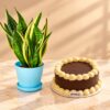 Plant and Cake Birthday Bundle