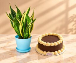 Plant and Cake Birthday Bundle