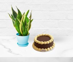 Plant and Cake Birthday Bundle
